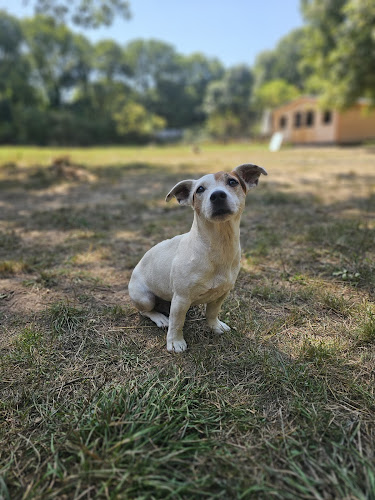 DOG-MOM Marie, Garderie et pension canines
