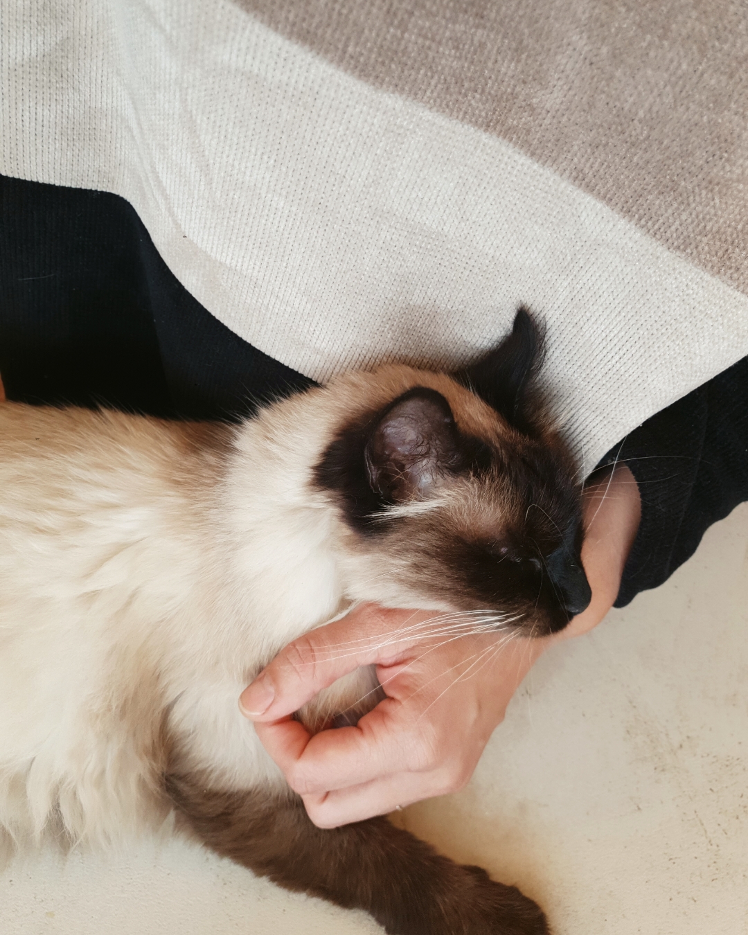 DogChatVita — photo