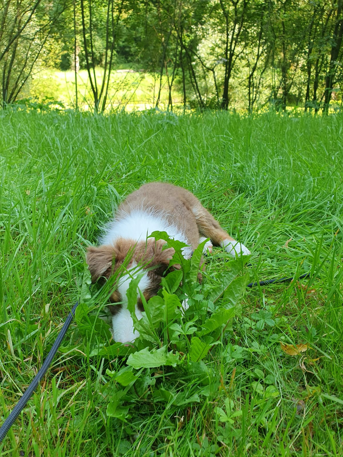 DogChatVita — photo