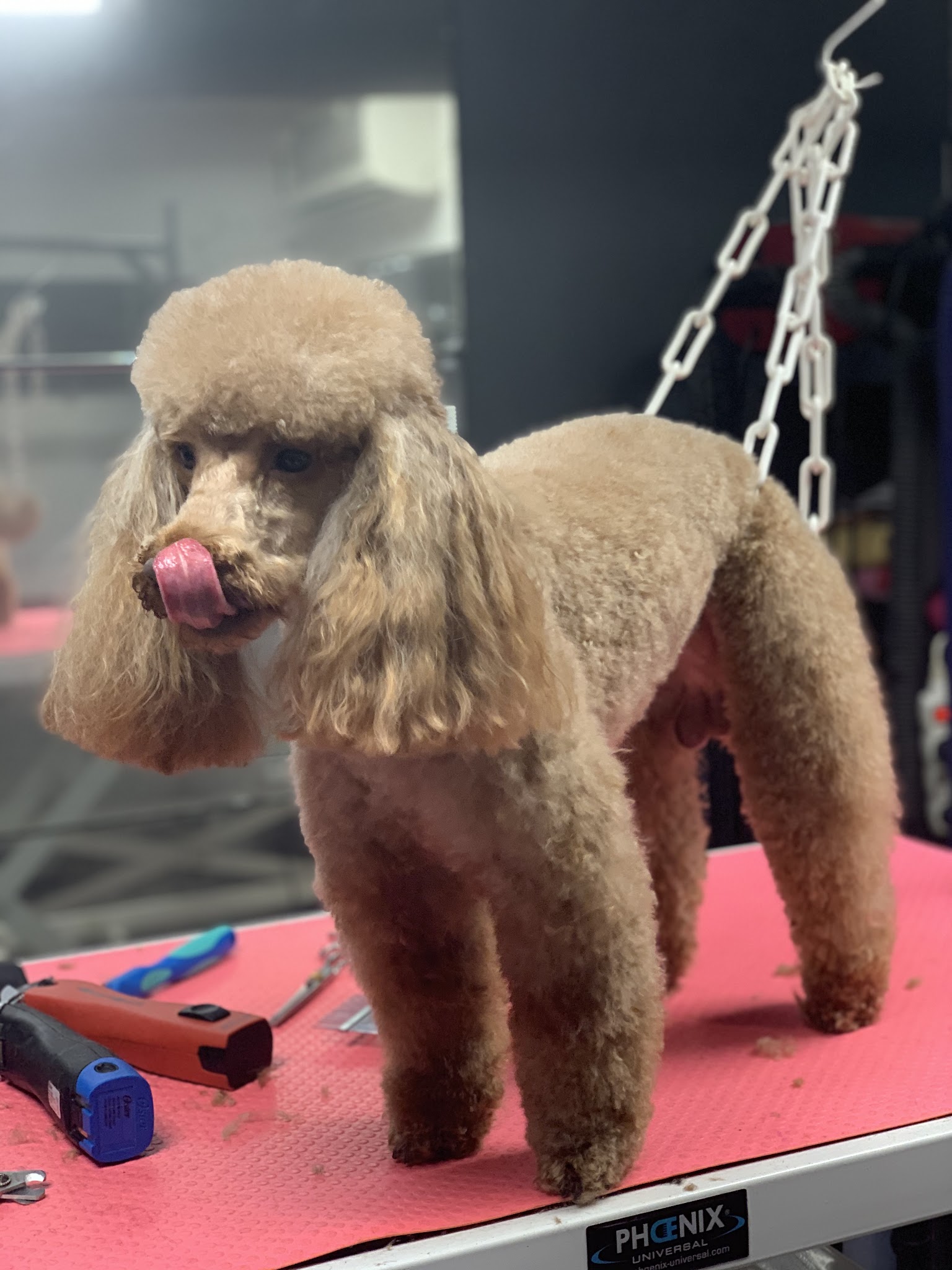 Class'Dog — photo