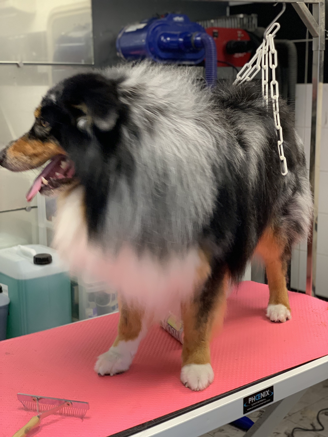 Class'Dog — photo