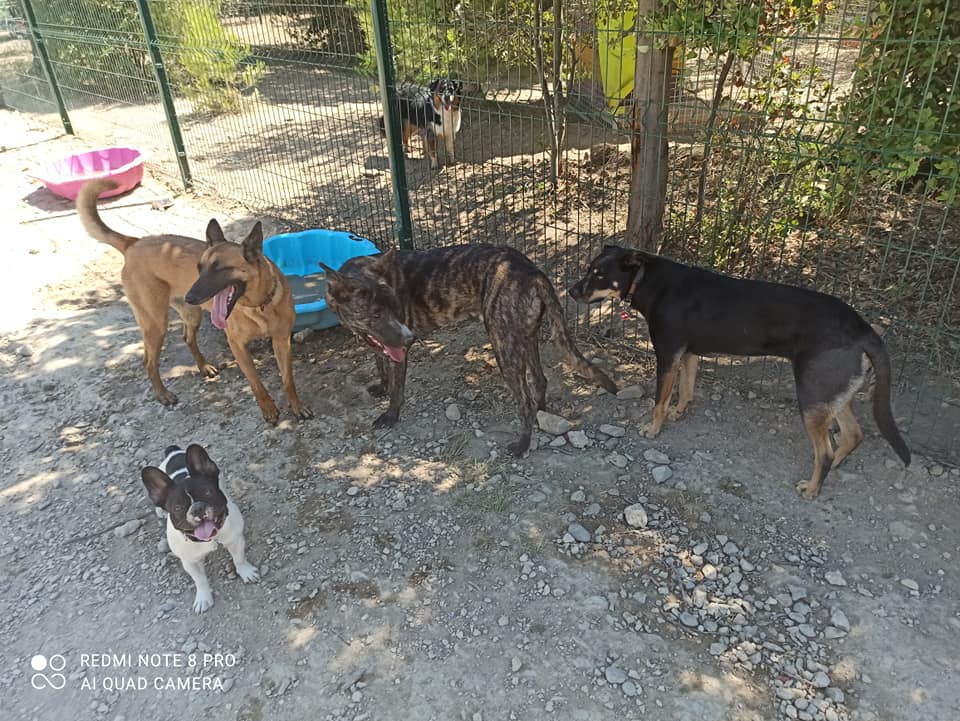 Pension canine l'Eden des Maurettes — photo