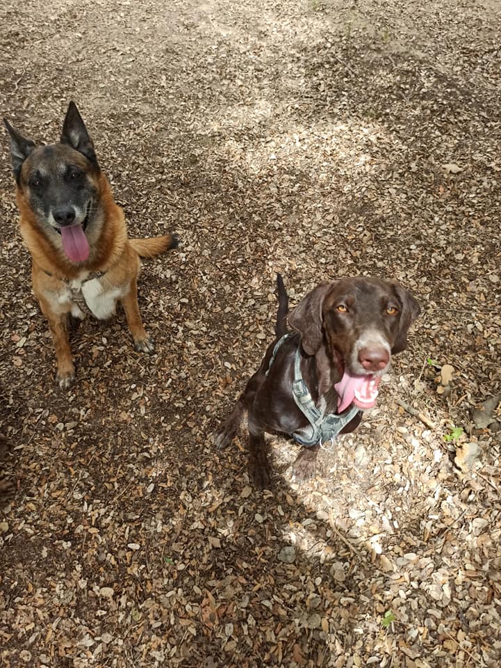 Pension canine l'Eden des Maurettes — photo