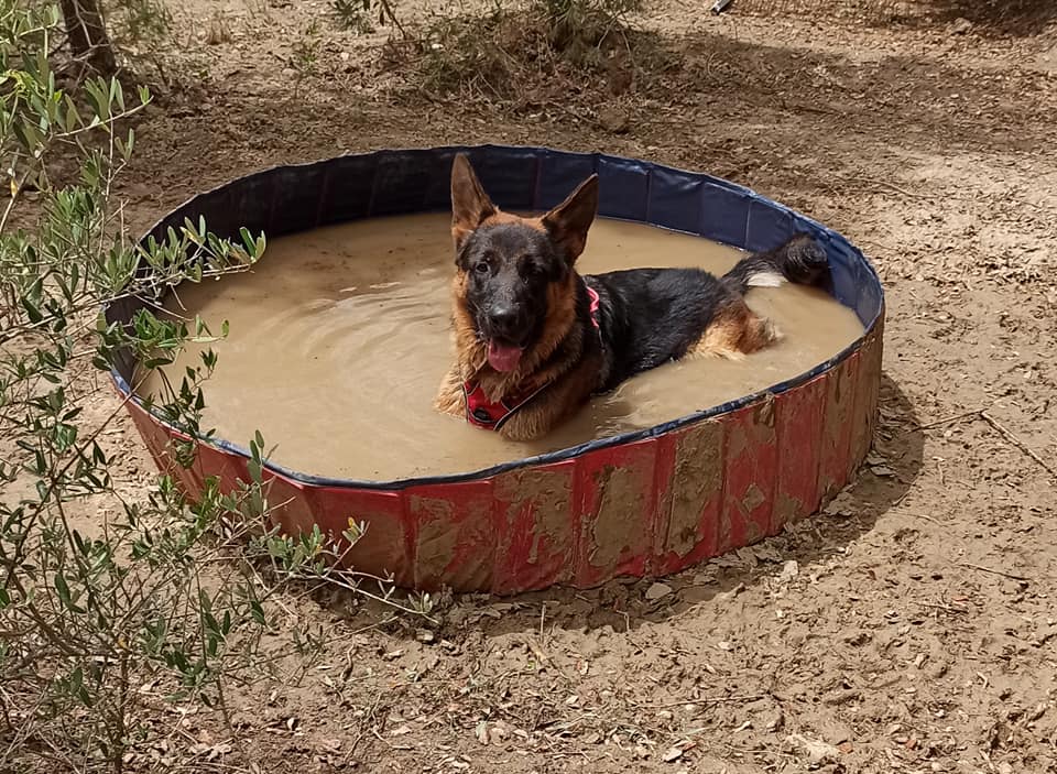 Pension canine l'Eden des Maurettes