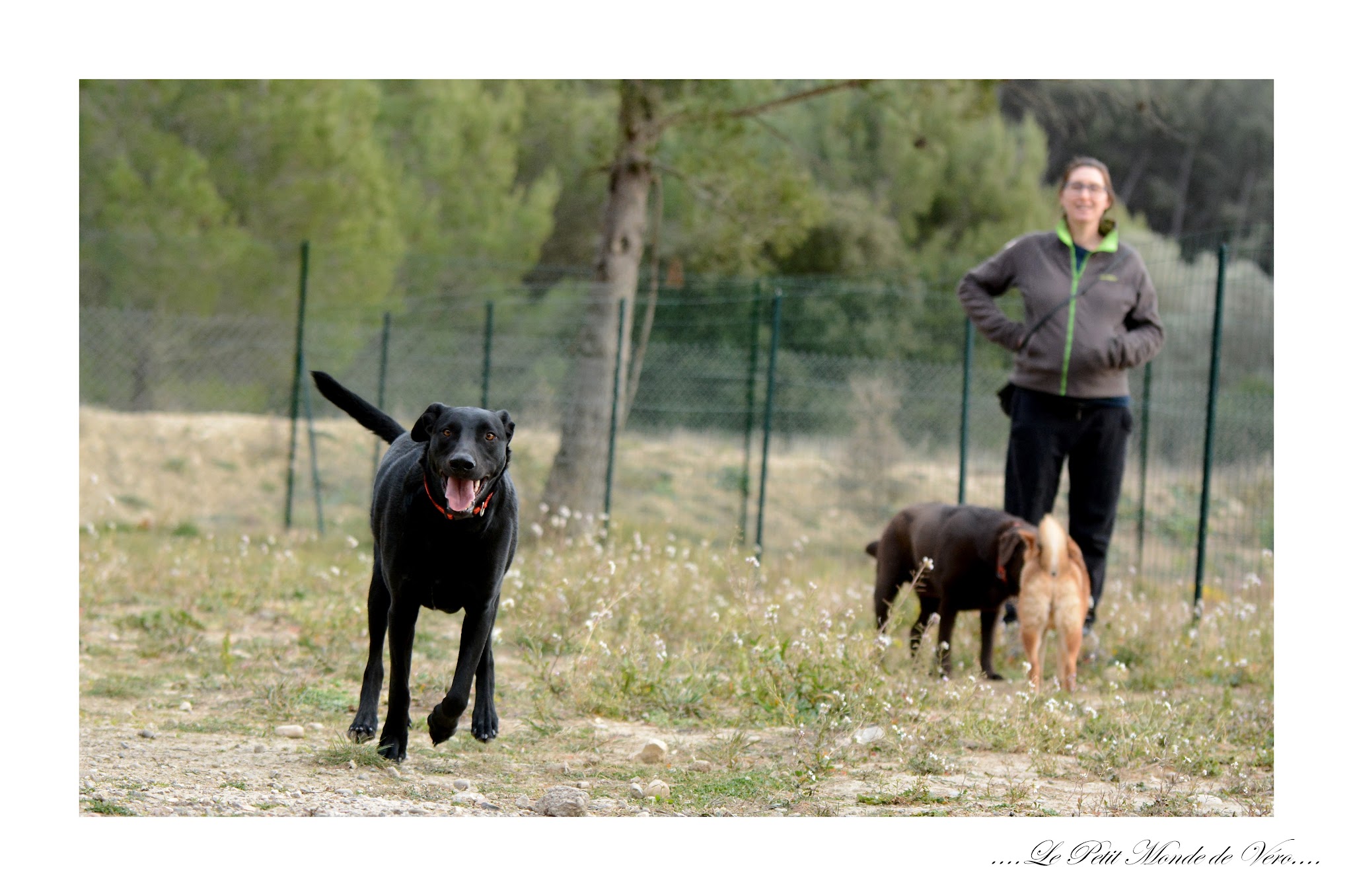 Pension canine l'Eden des Maurettes — photo