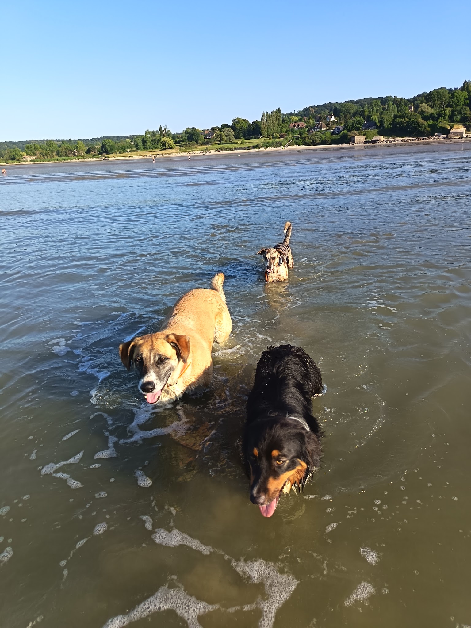 Dog Paradise — photo