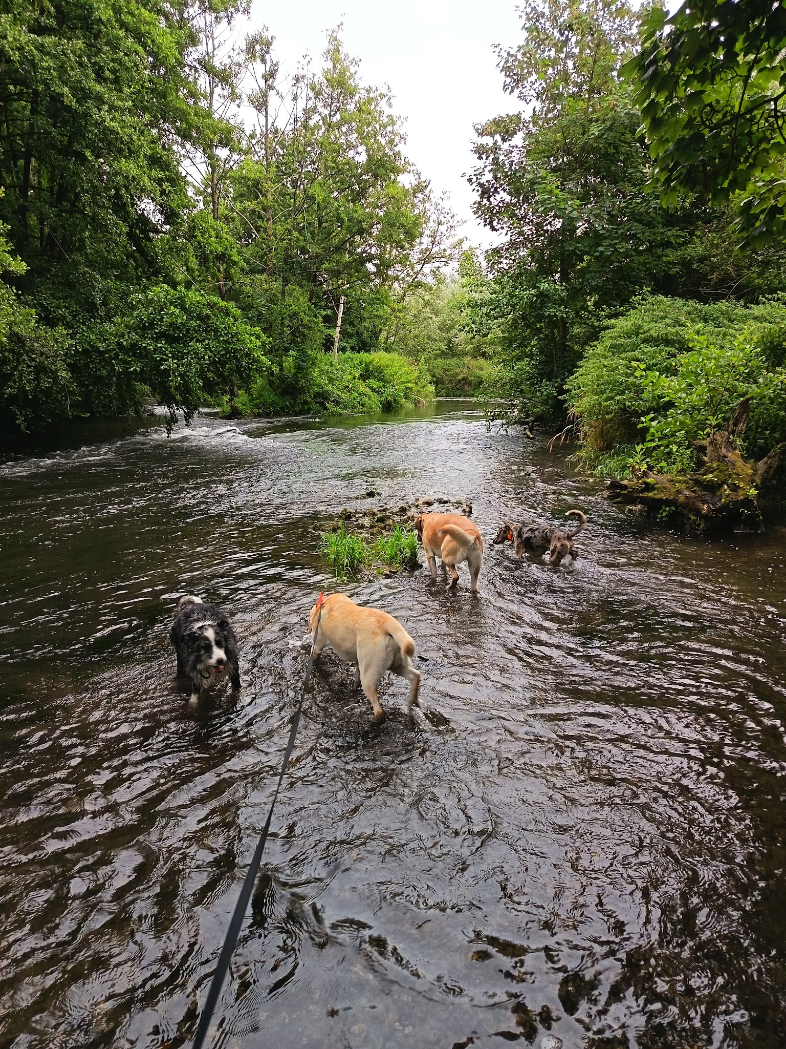 Dog Paradise — photo