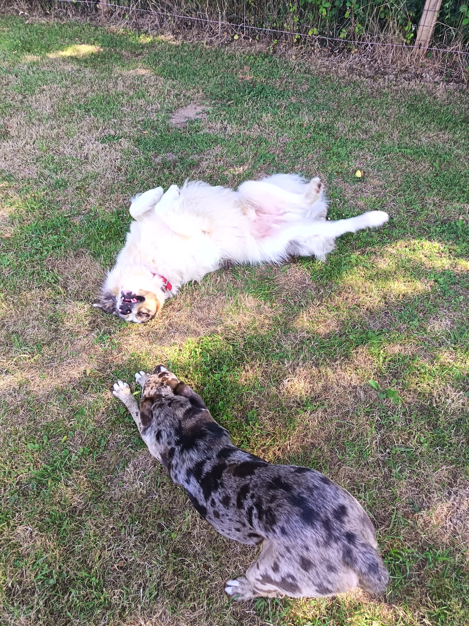 Dog Paradise — photo