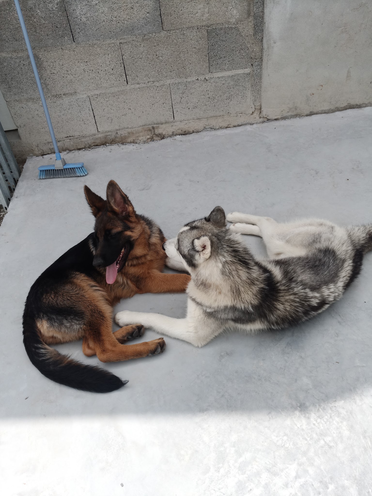 Itakueil Pension canine & féline — photo