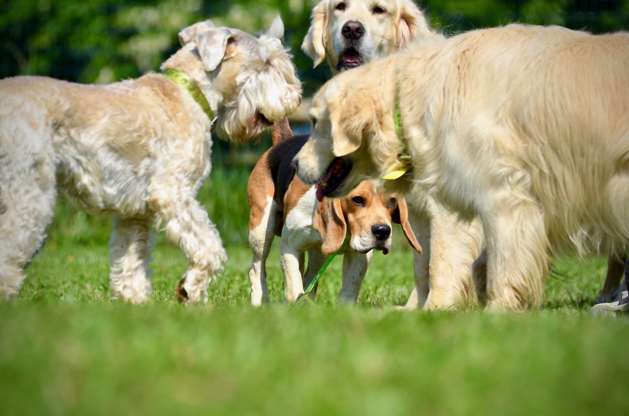 DogWalking — photo