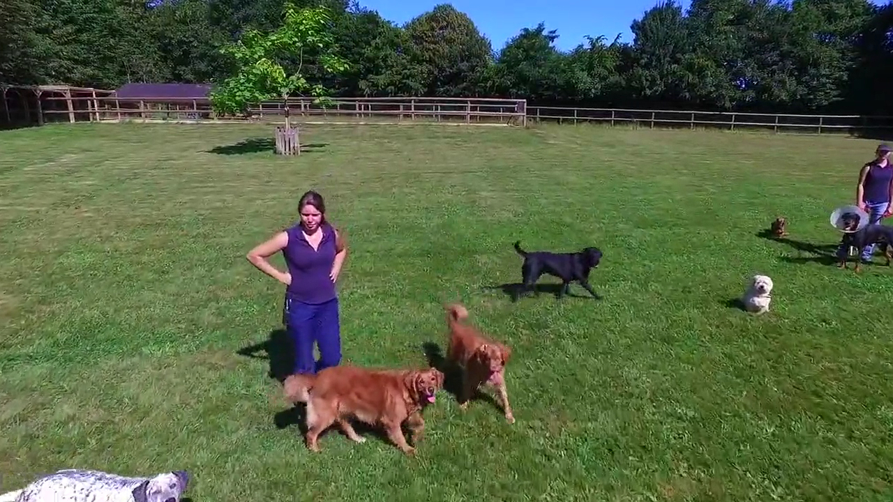DogWalking — photo