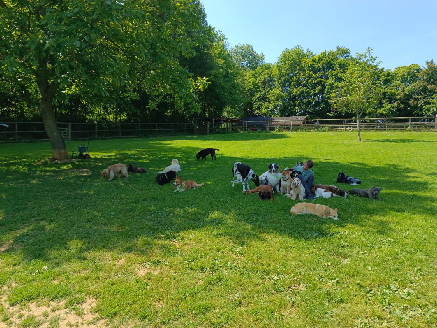 DogWalking