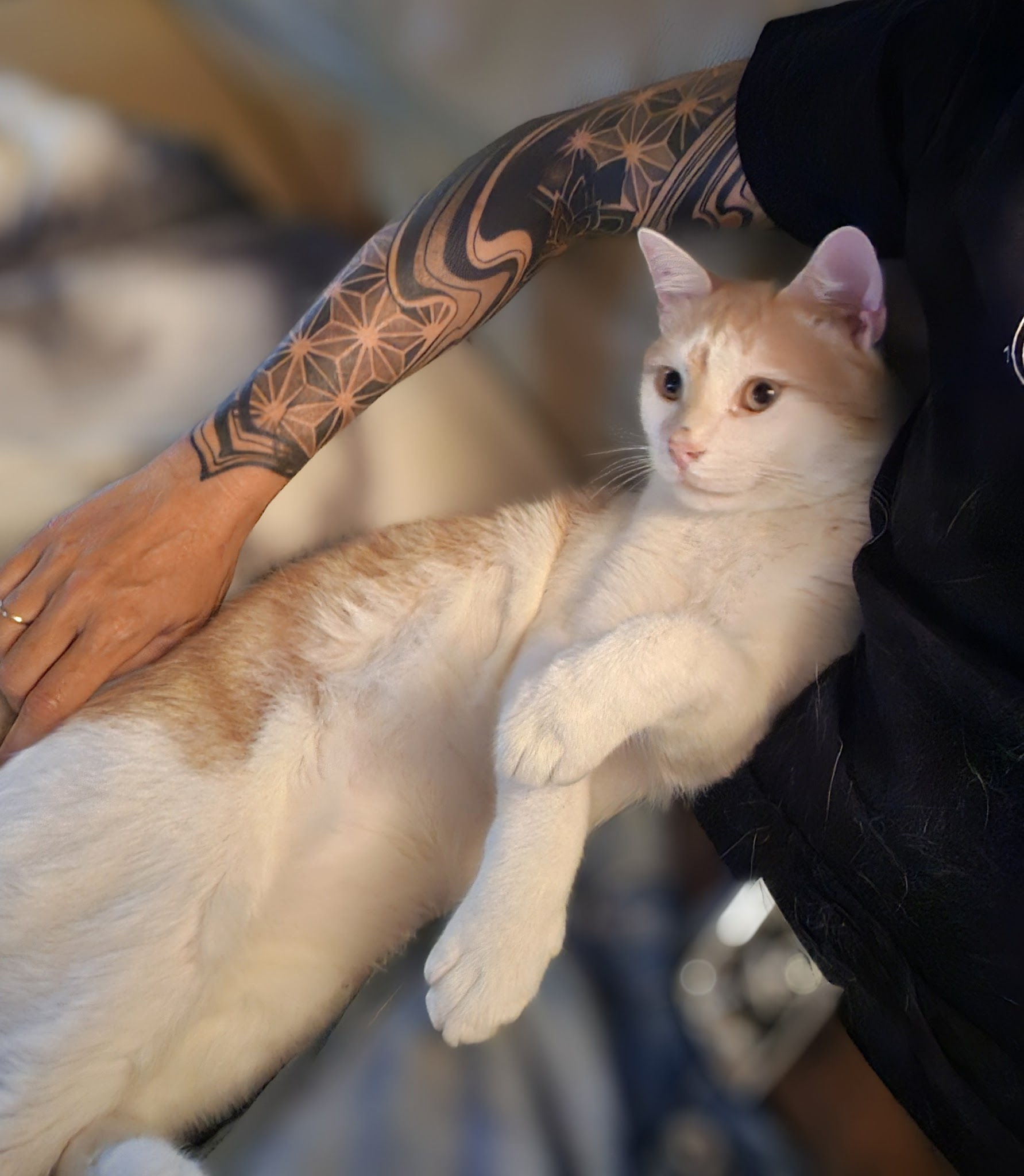 Doggycat Compagnie — photo