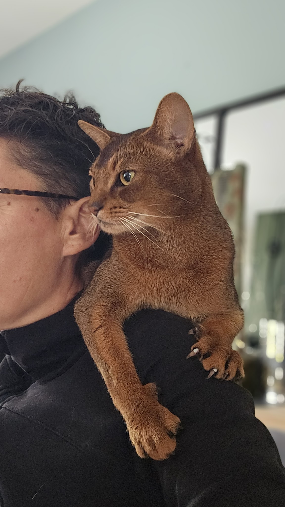 Doggycat Compagnie — photo