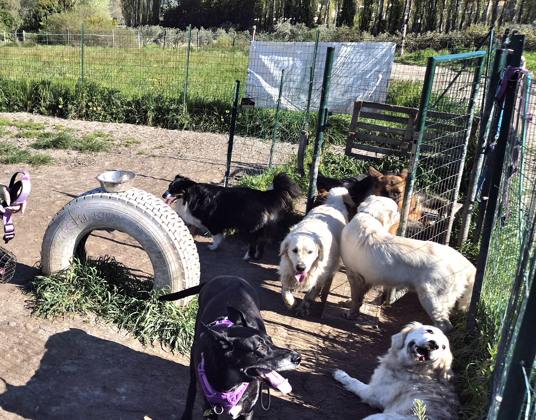 HappyDogs — photo