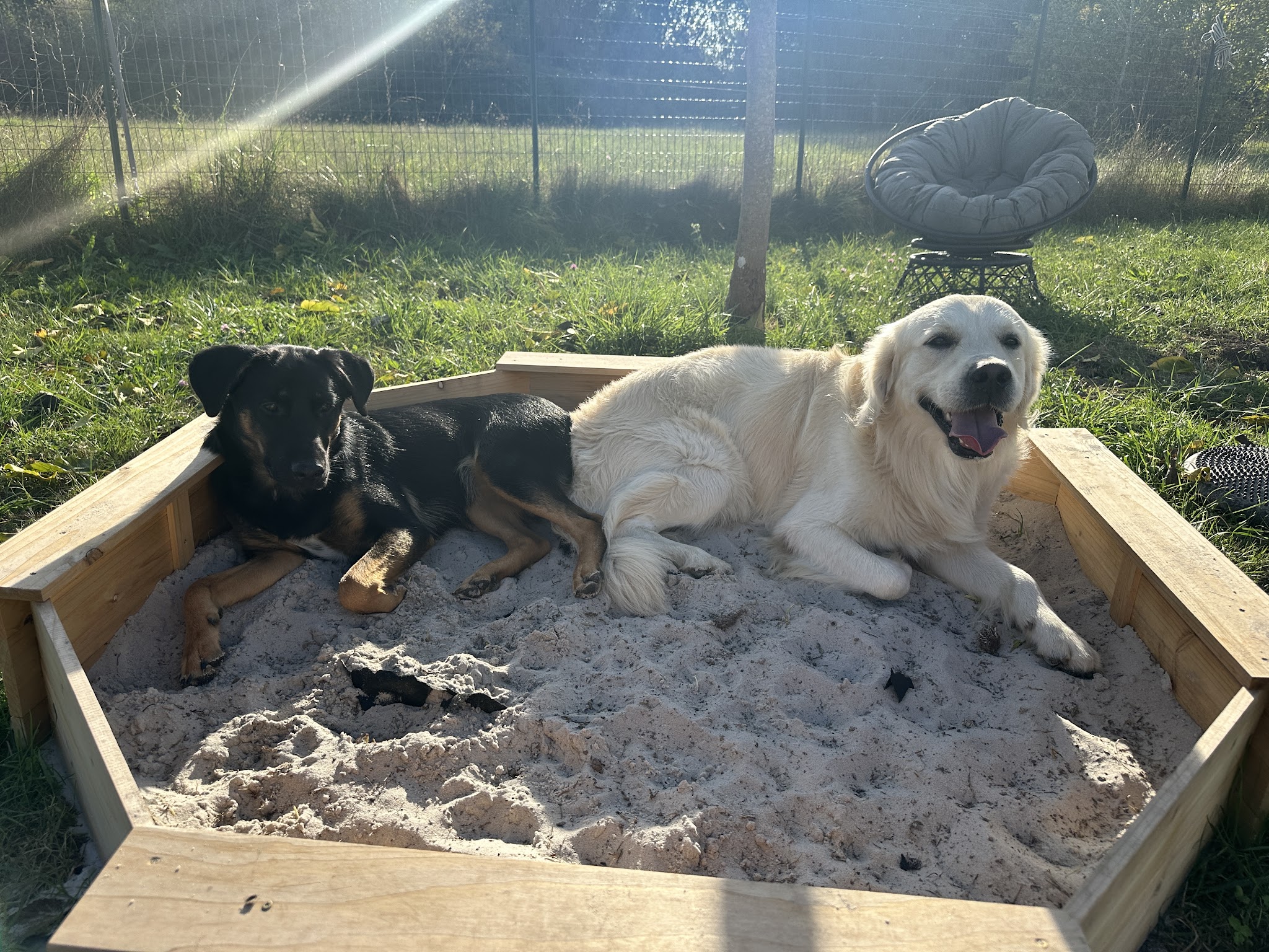HappyDogs — photo