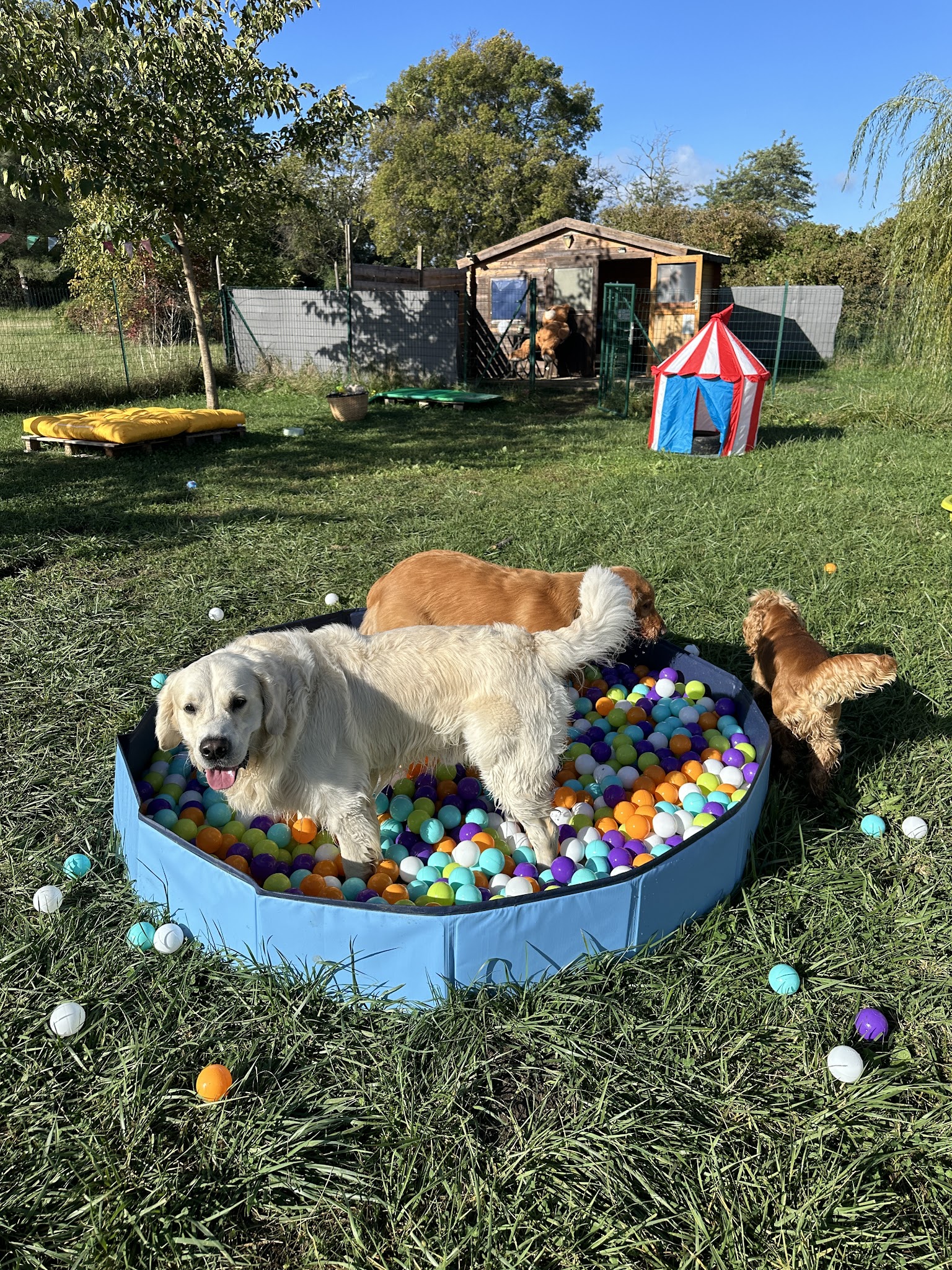 HappyDogs — photo