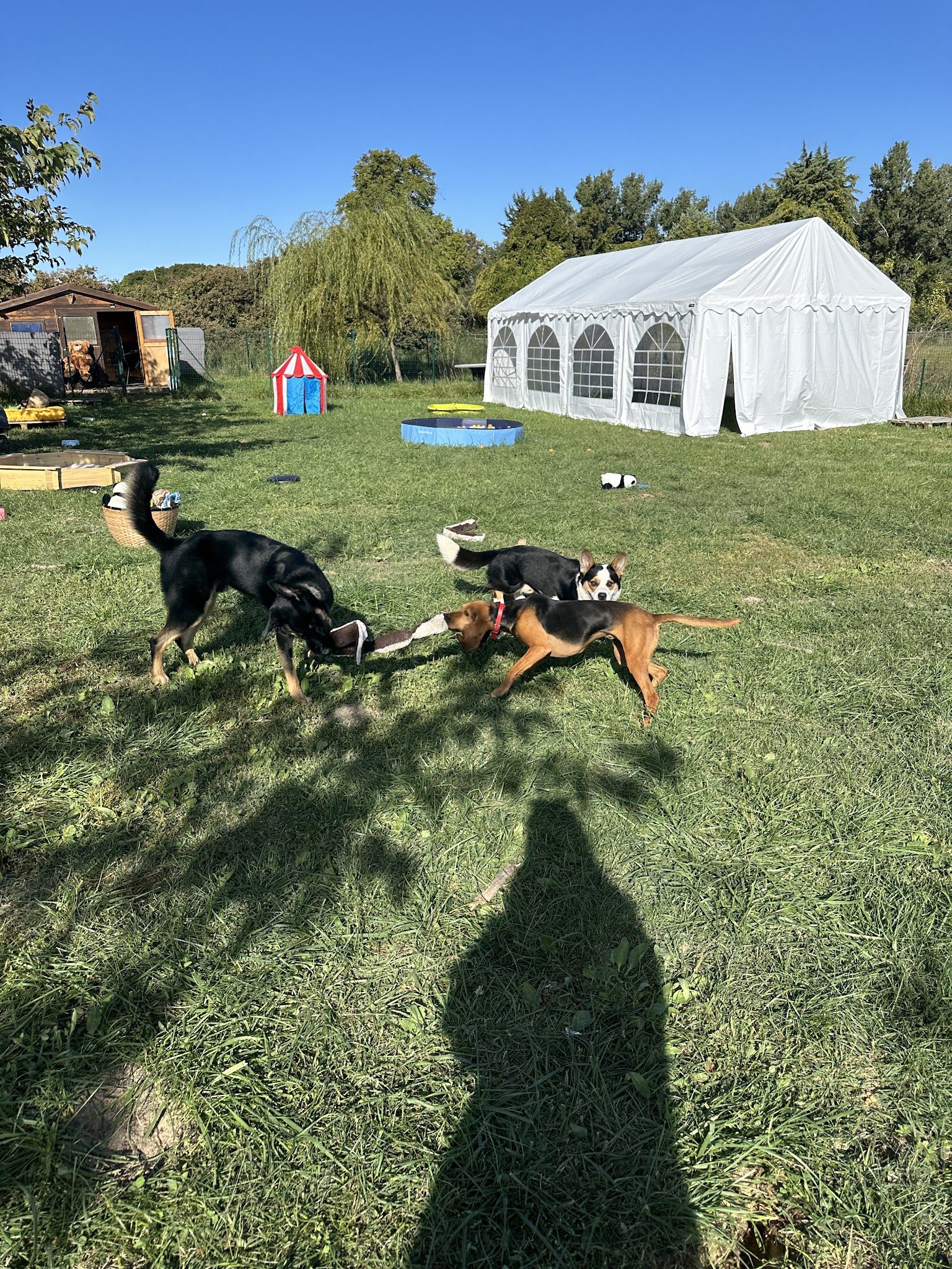 HappyDogs