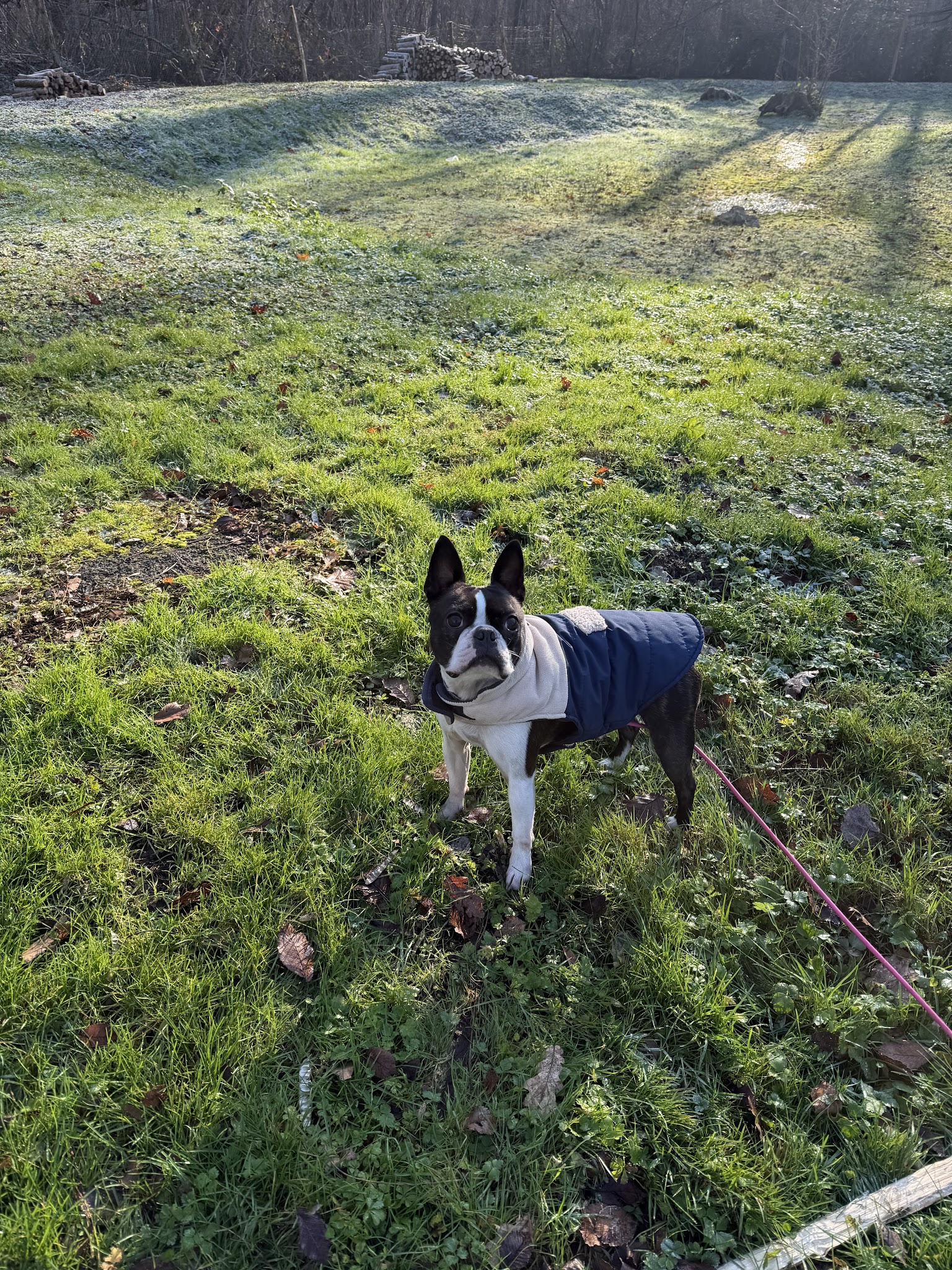 Auberge des gateliers pension canine — photo