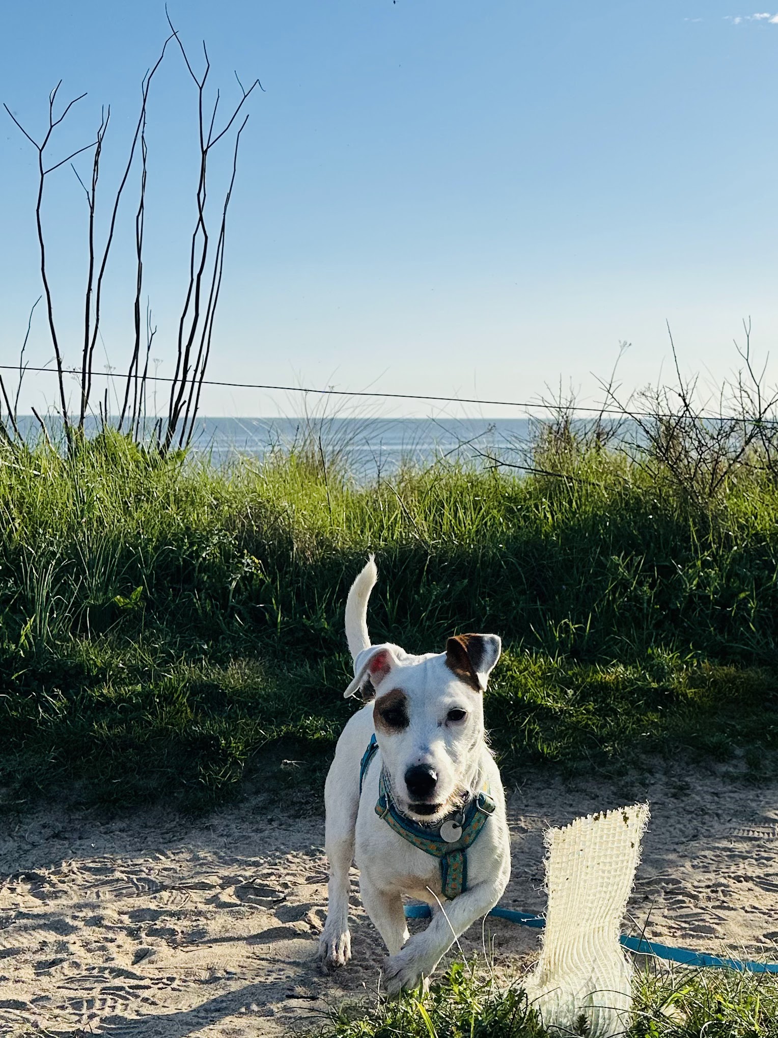 Wouf in the city, éducation canine. Pension, alimentation — photo