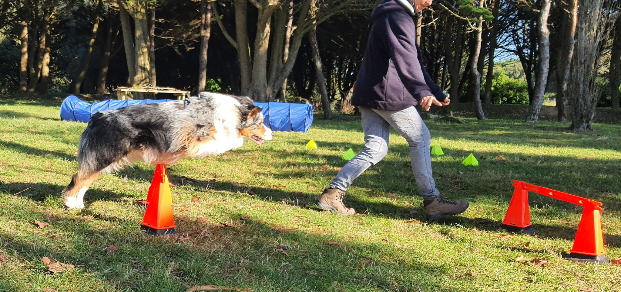 Wouf in the city, éducation canine. Pension, alimentation