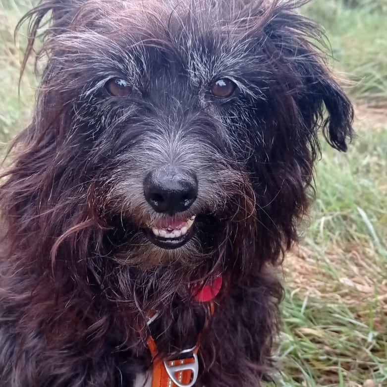 Wouf in the city, éducation canine. Pension, alimentation — photo