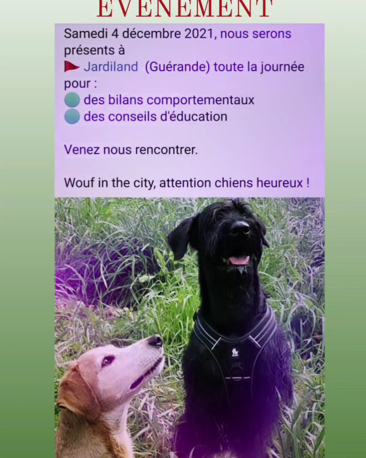 Wouf in the city, éducation canine. Pension, alimentation — photo