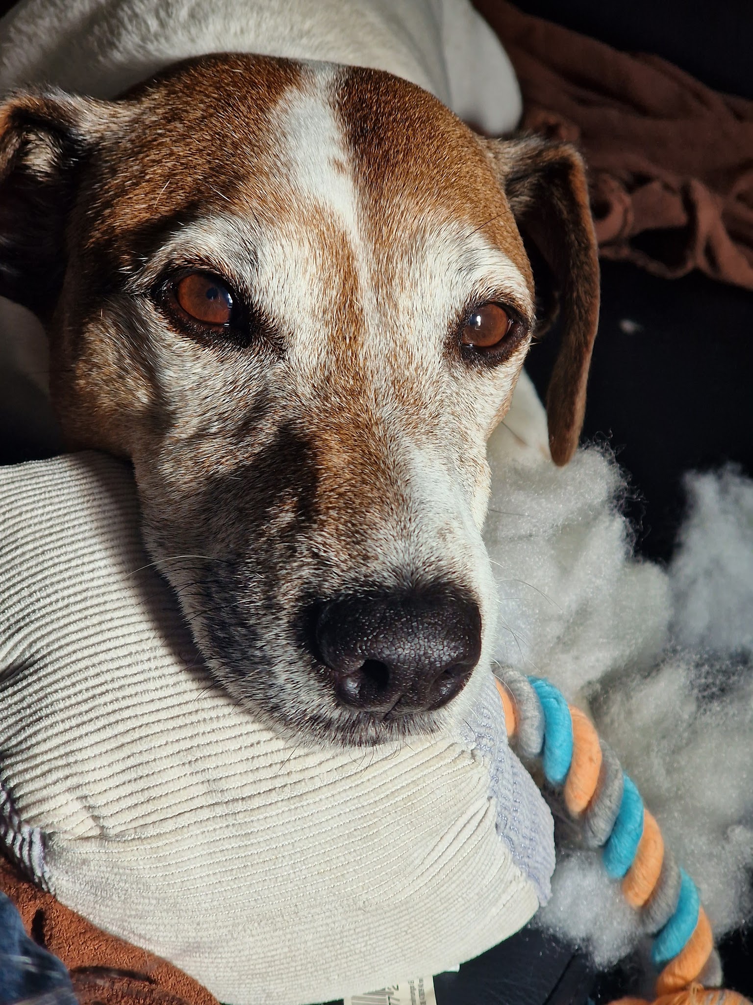 Faunéa - éducateur comportementaliste canin et félin à Bordeaux — photo