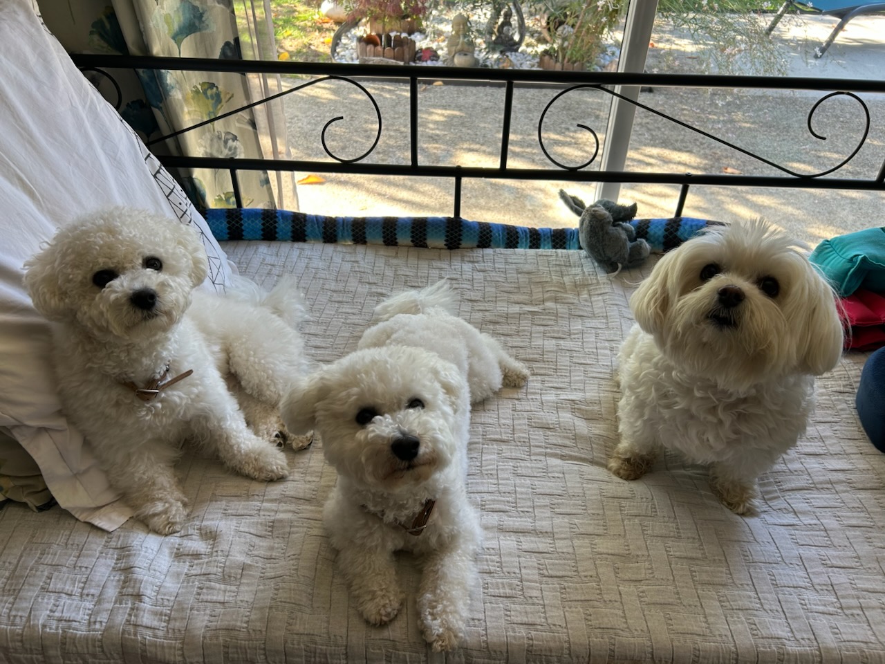 Pension canine Cokoon toutou