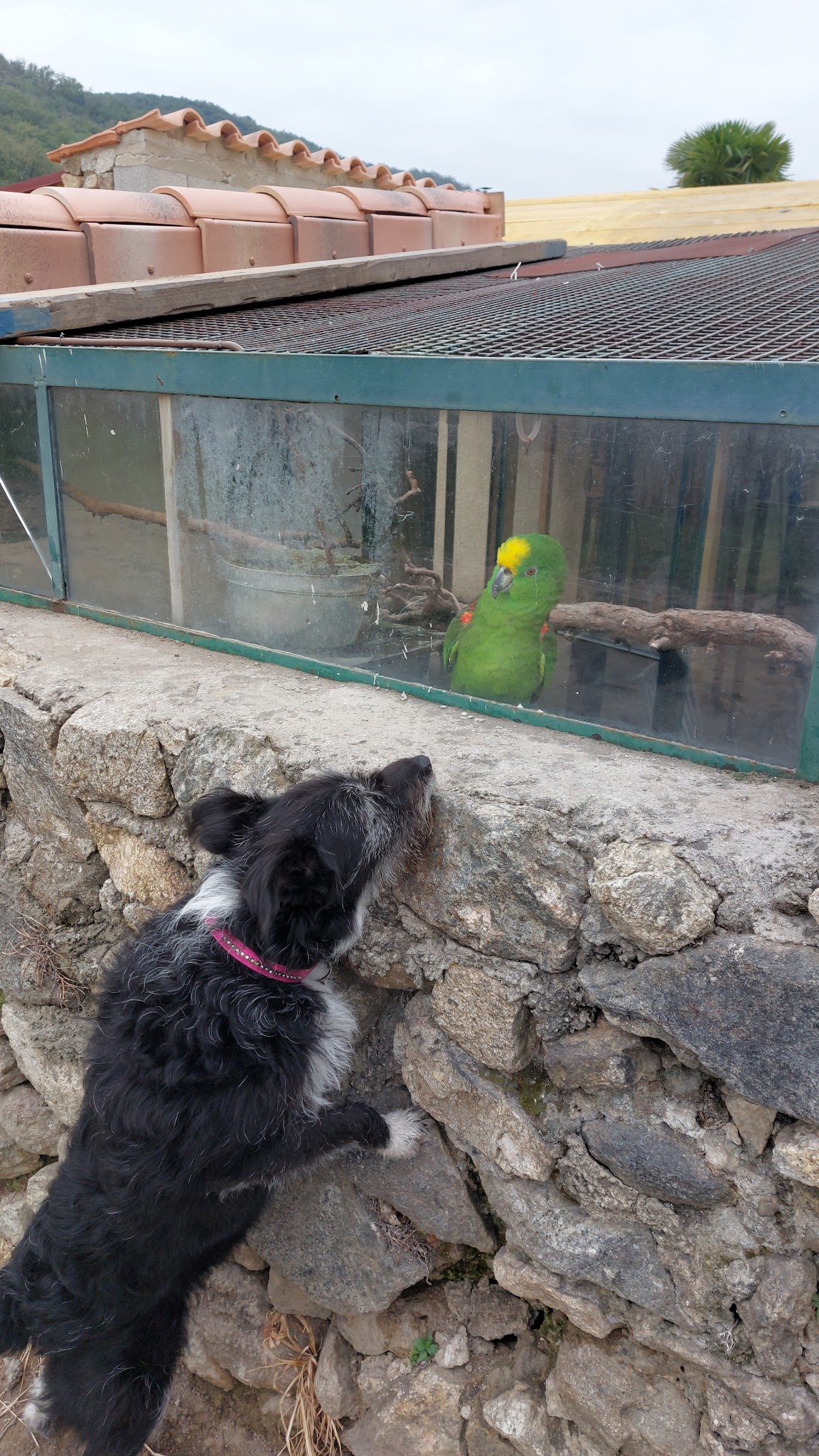 Pension canine Cokoon toutou — photo