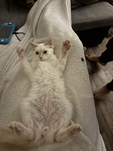 Pet Paradise