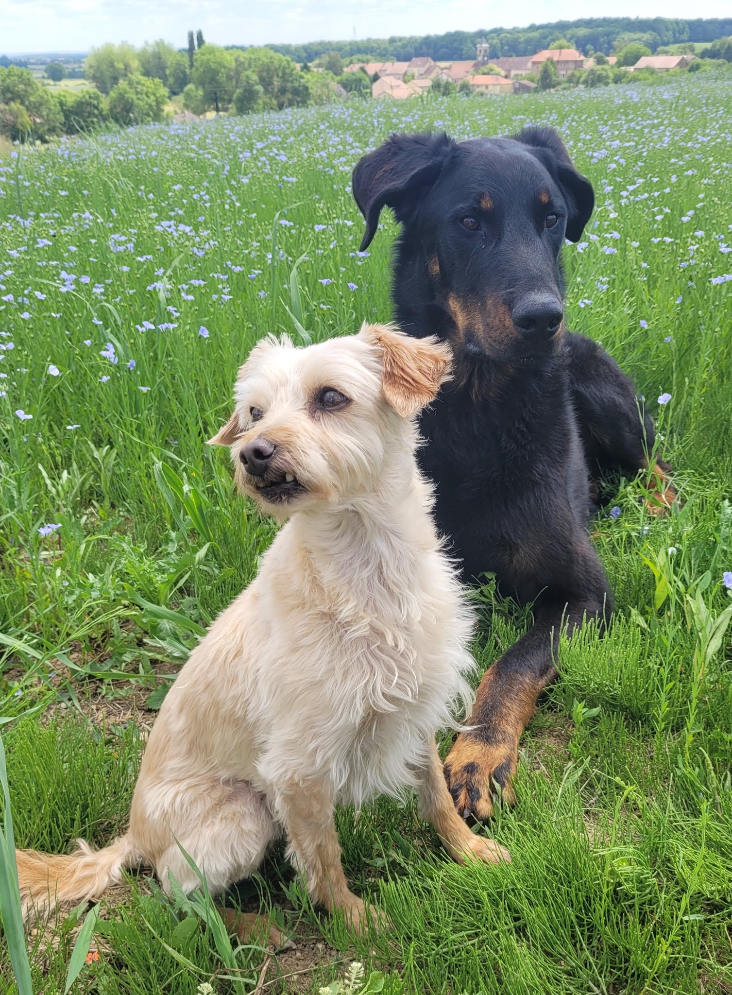 Entre chiens et chats