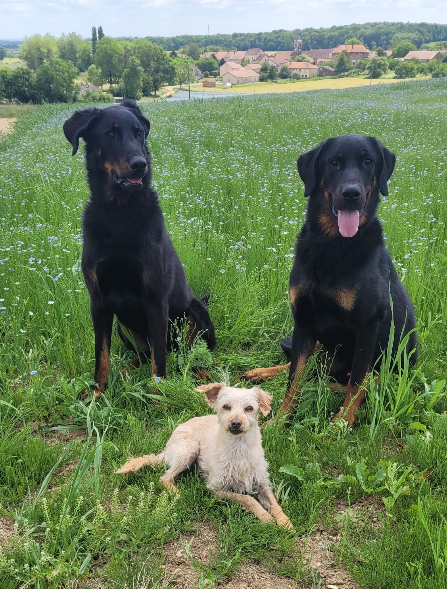 Entre chiens et chats — photo