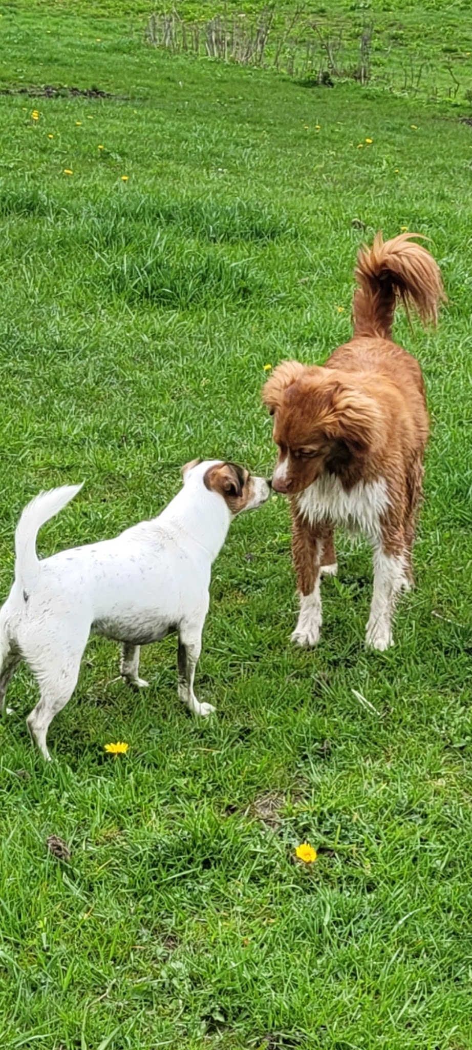 Entre chiens et chats — photo