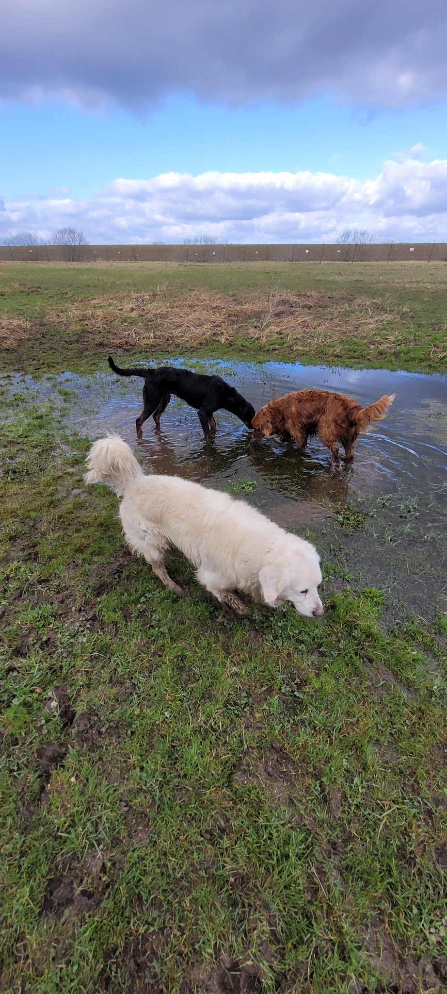 Entre chiens et chats — photo