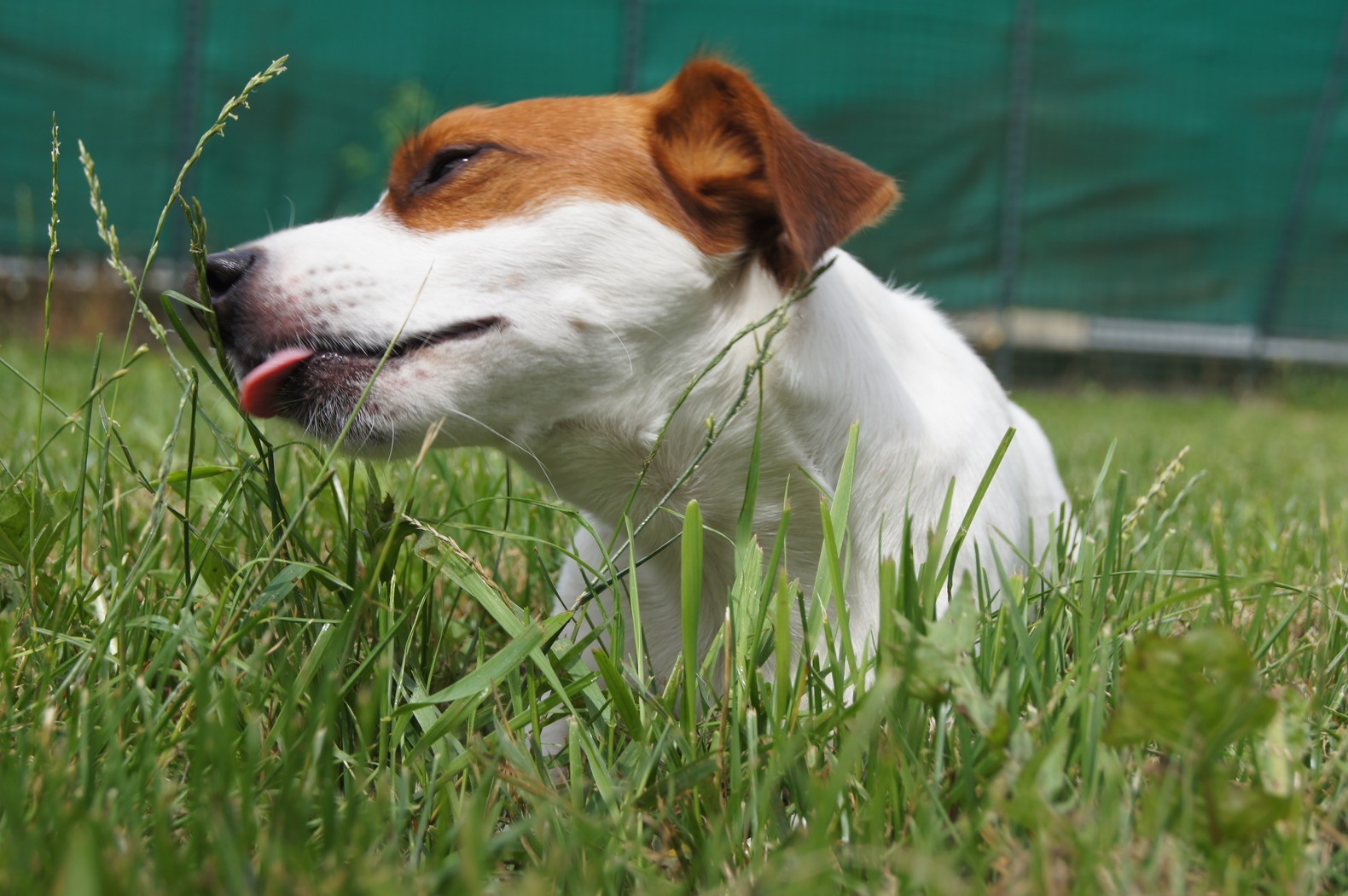 Une Vie de Chien — photo