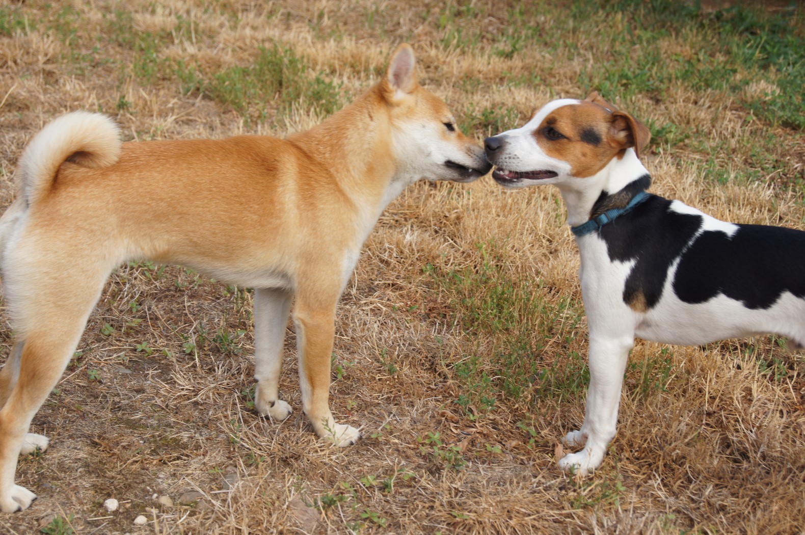Une Vie de Chien — photo