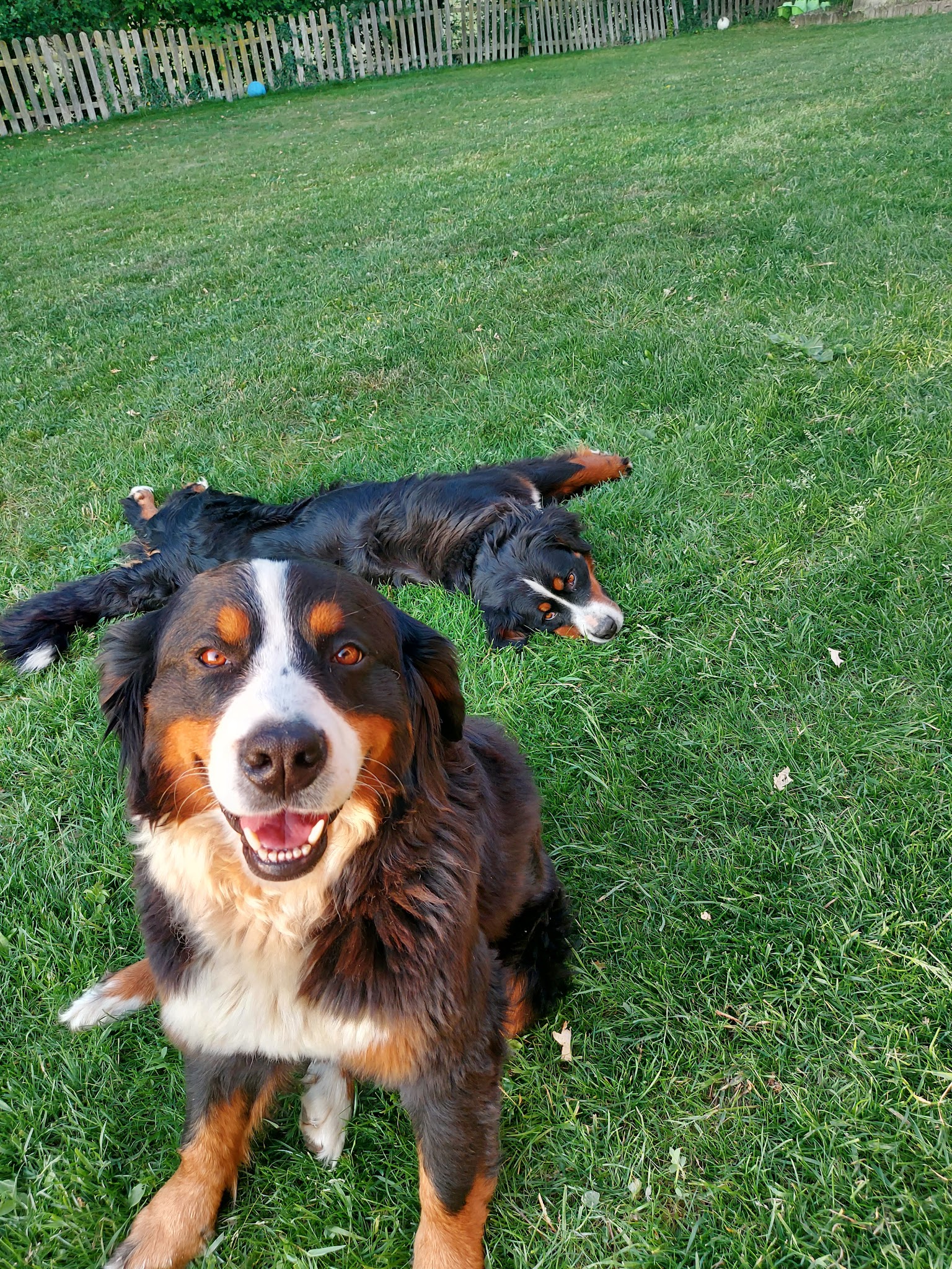 Pension Canine Le Nid' Ange' L — photo