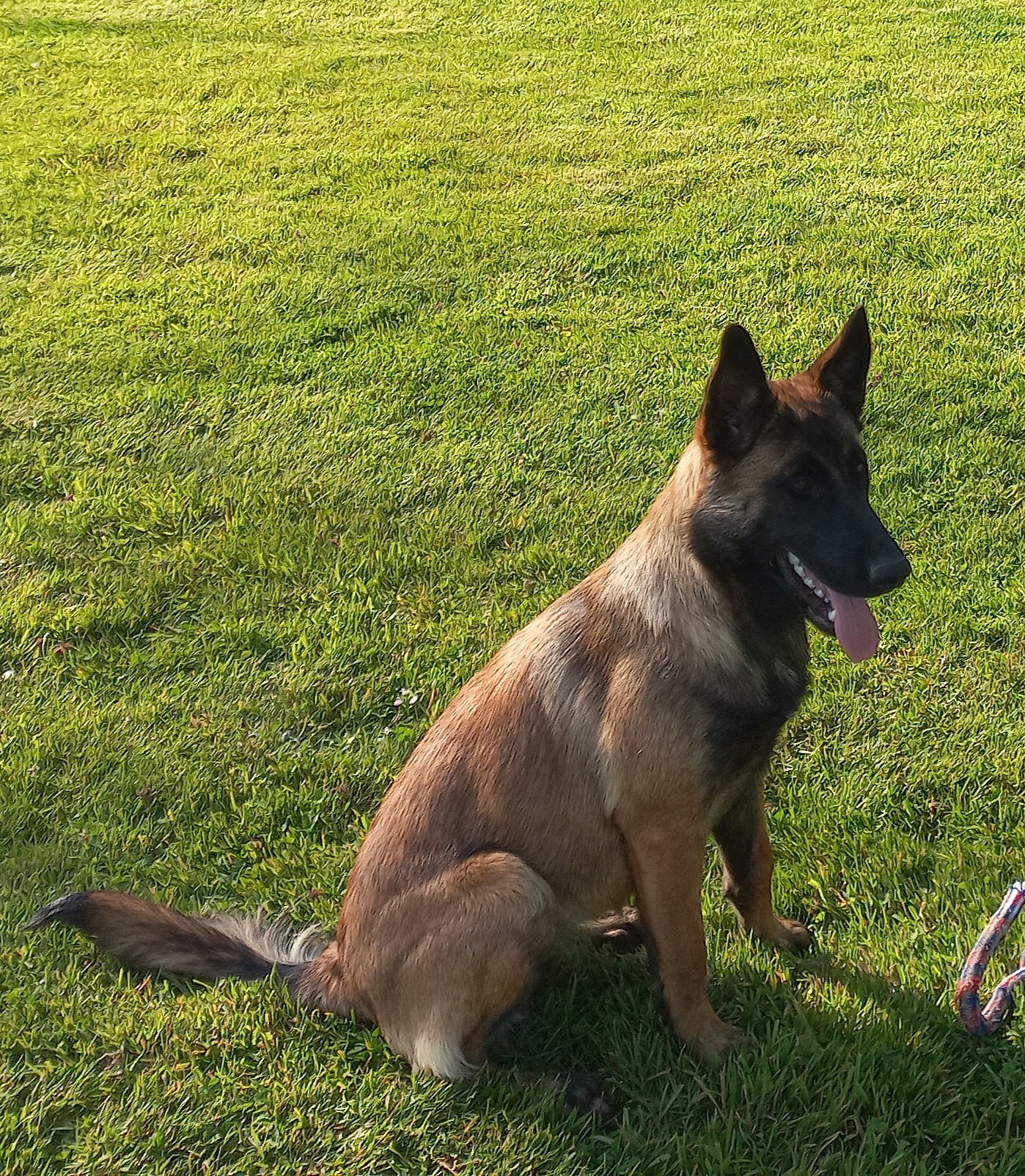 Pension Canine Le Nid' Ange' L — photo