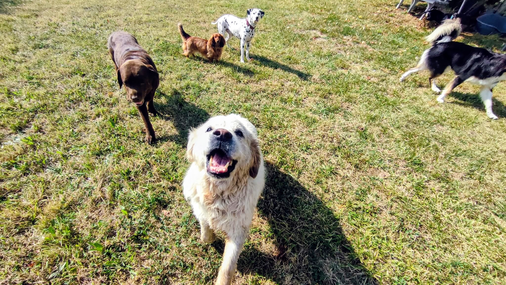 Pupuce Family - Pension canine — photo