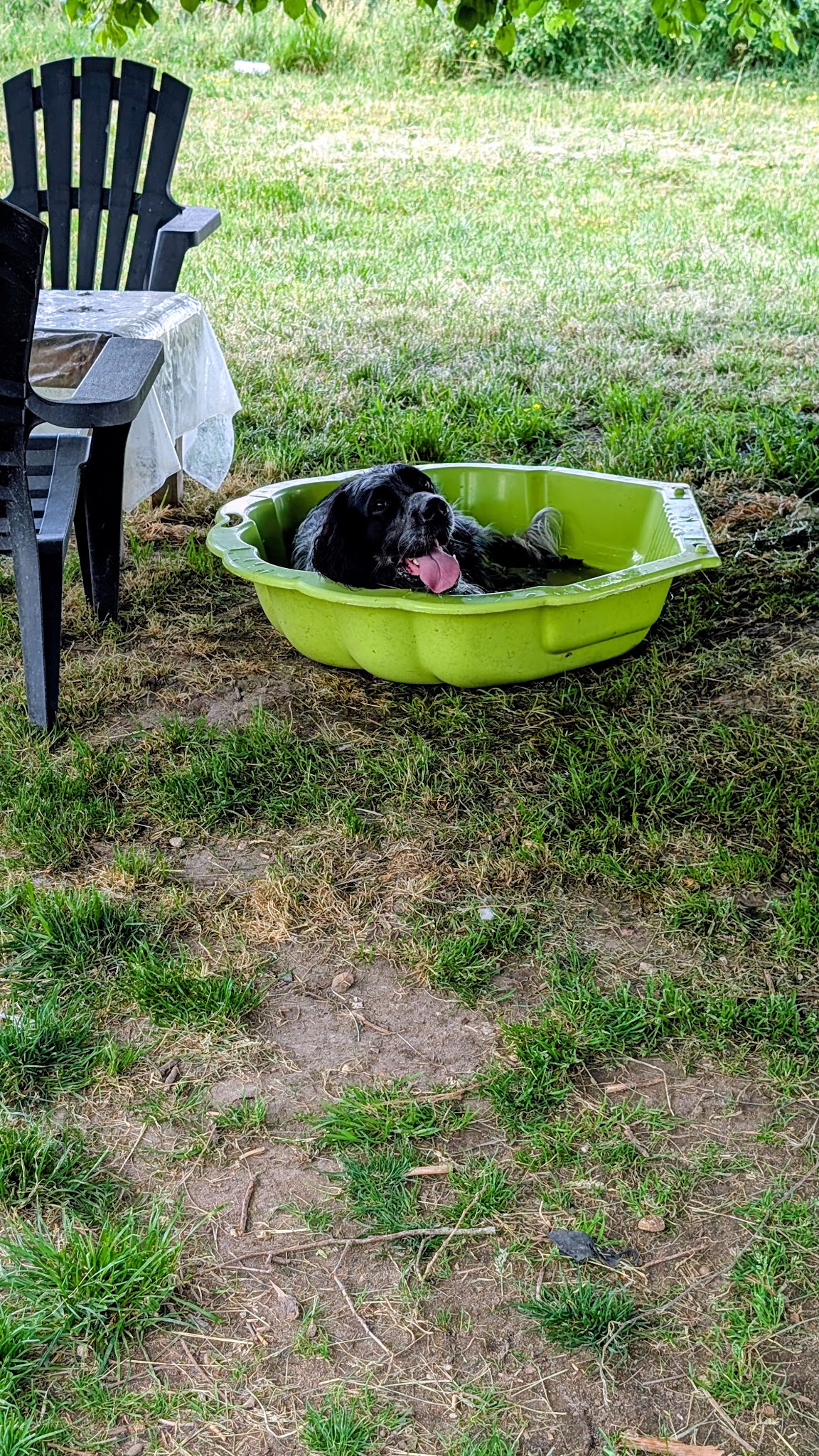 Pupuce Family - Pension canine — photo
