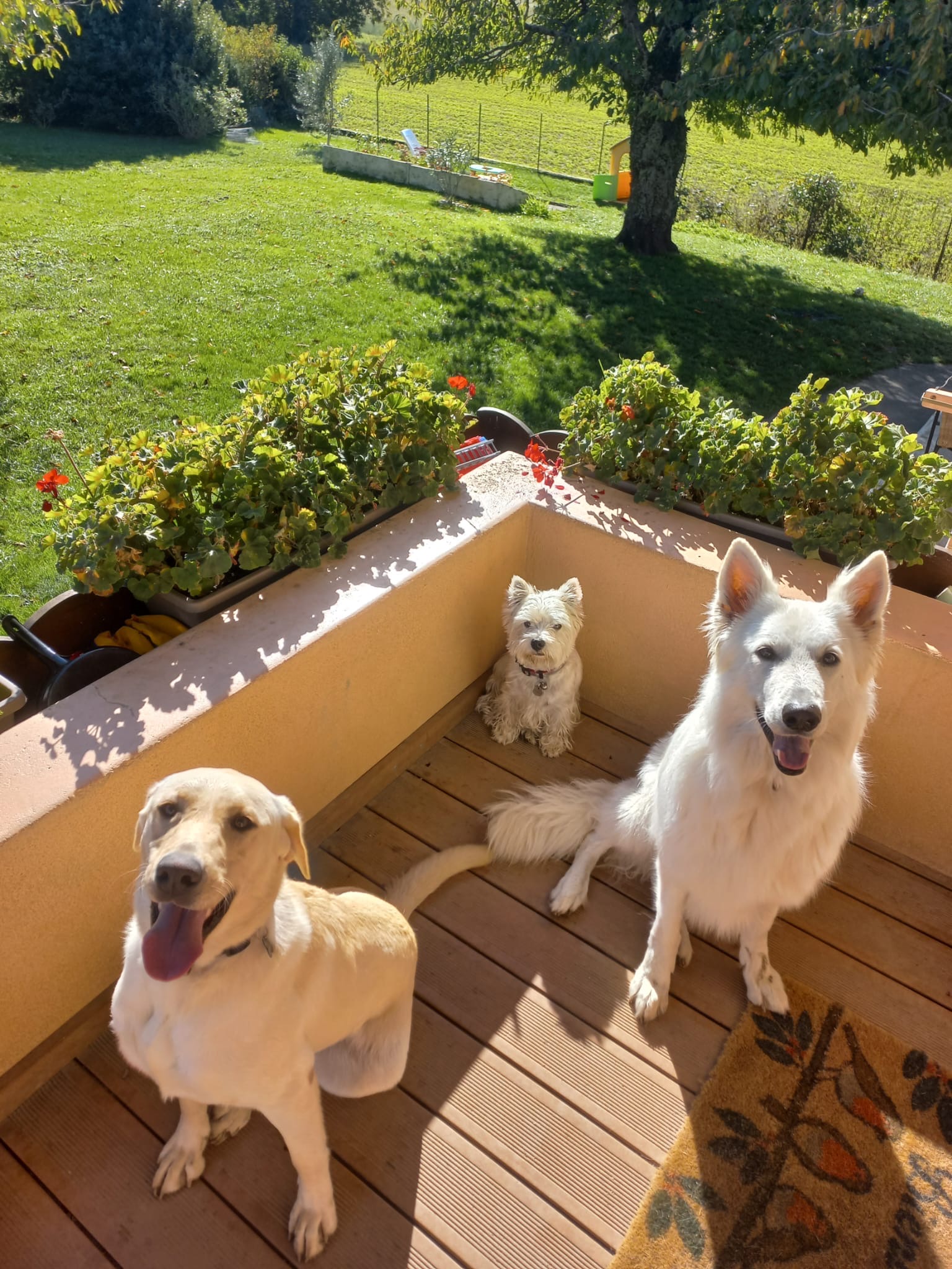 Les amis d'Agathe, pension canine Yvoire — photo