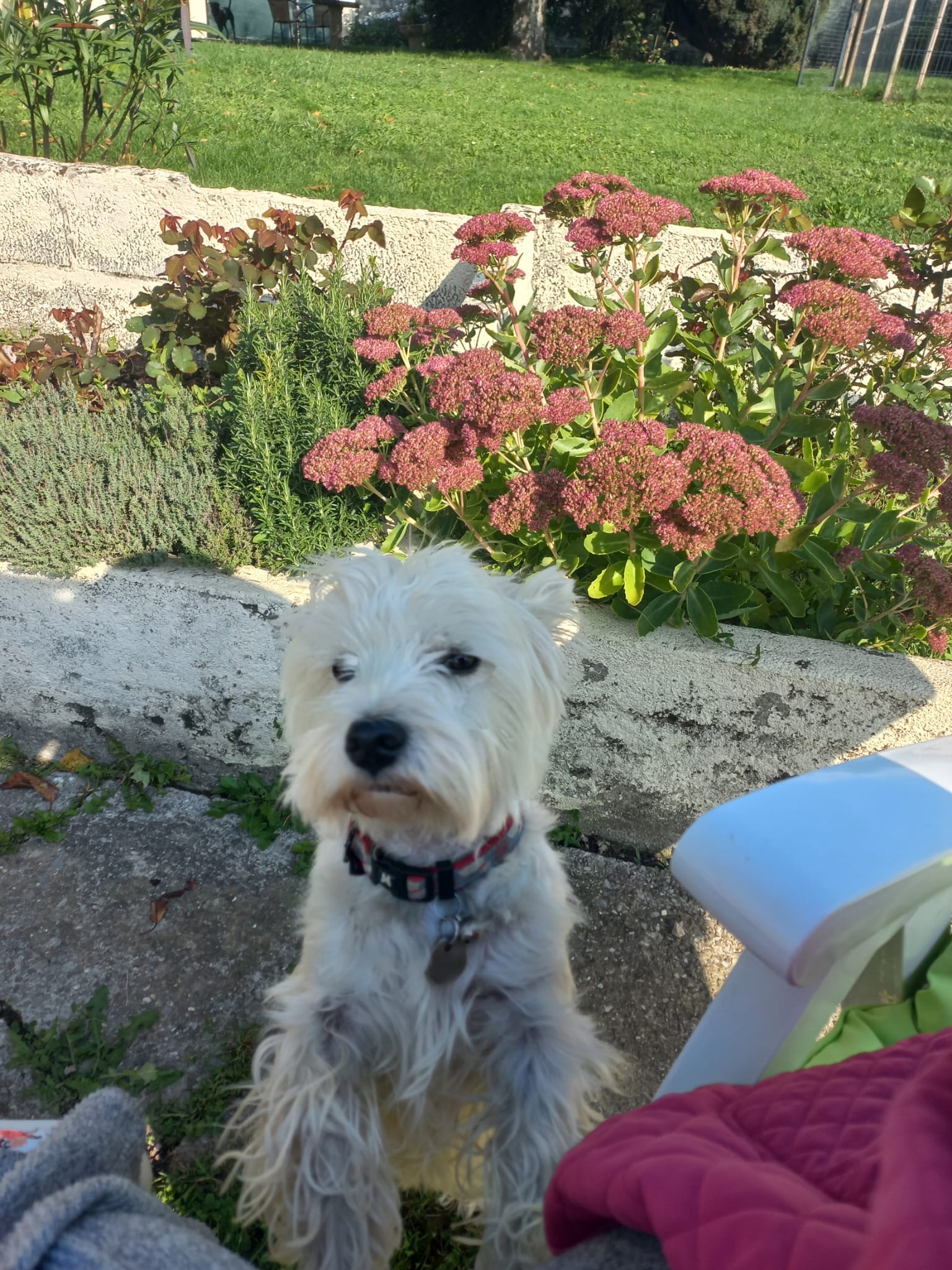 Les amis d'Agathe, pension canine Yvoire — photo