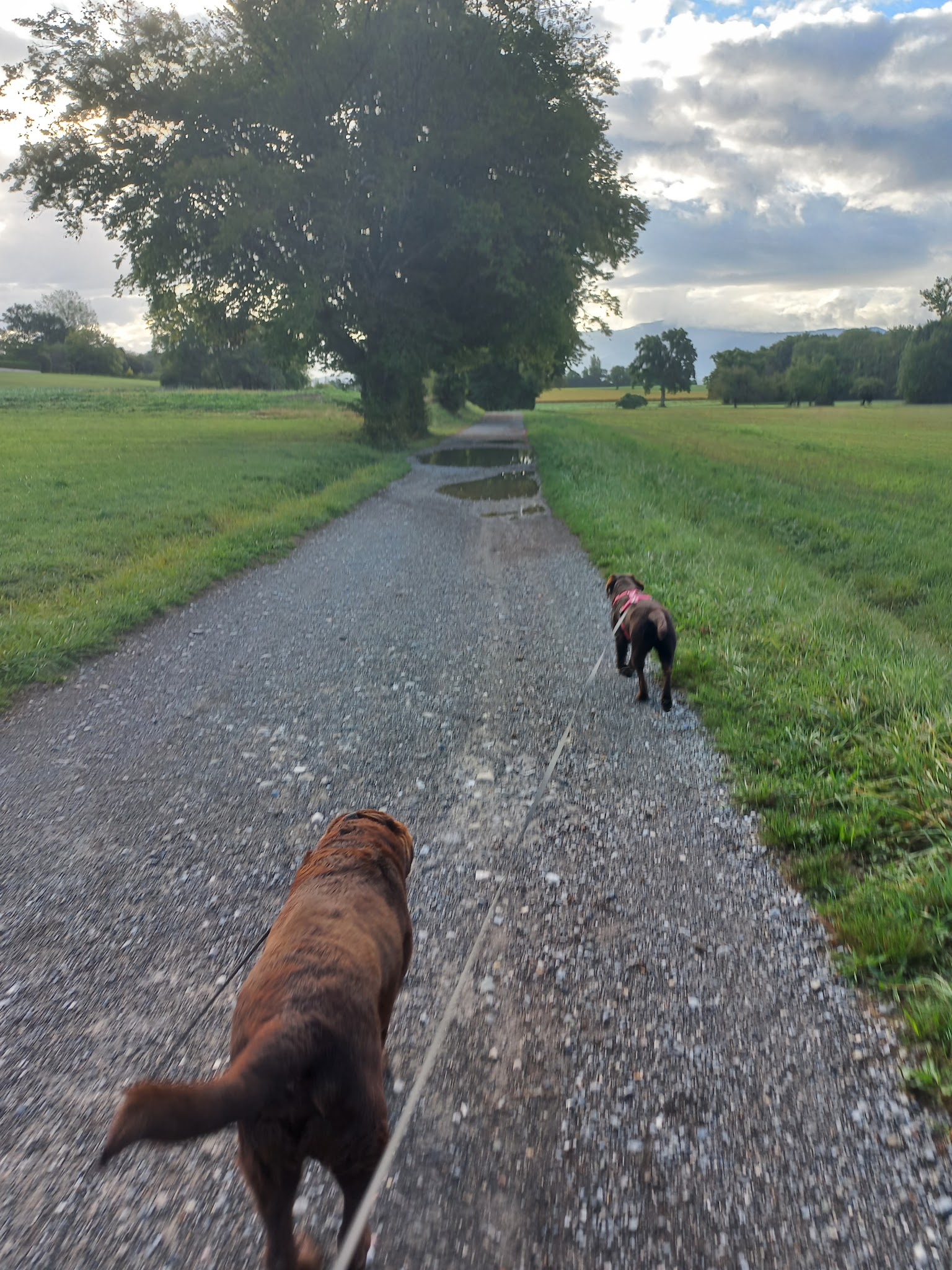 Les amis d'Agathe, pension canine Yvoire — photo