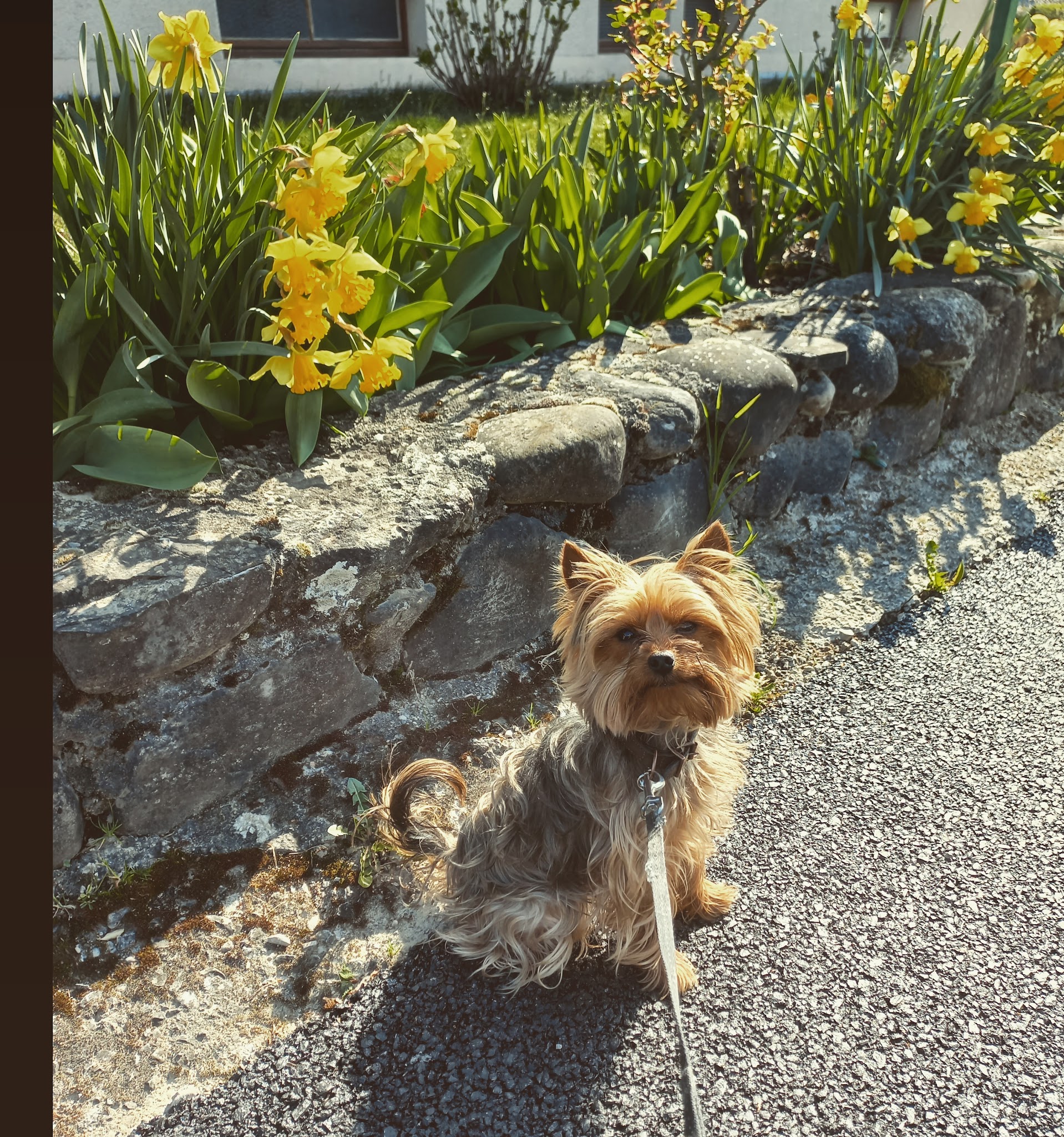 Les amis d'Agathe, pension canine Yvoire — photo