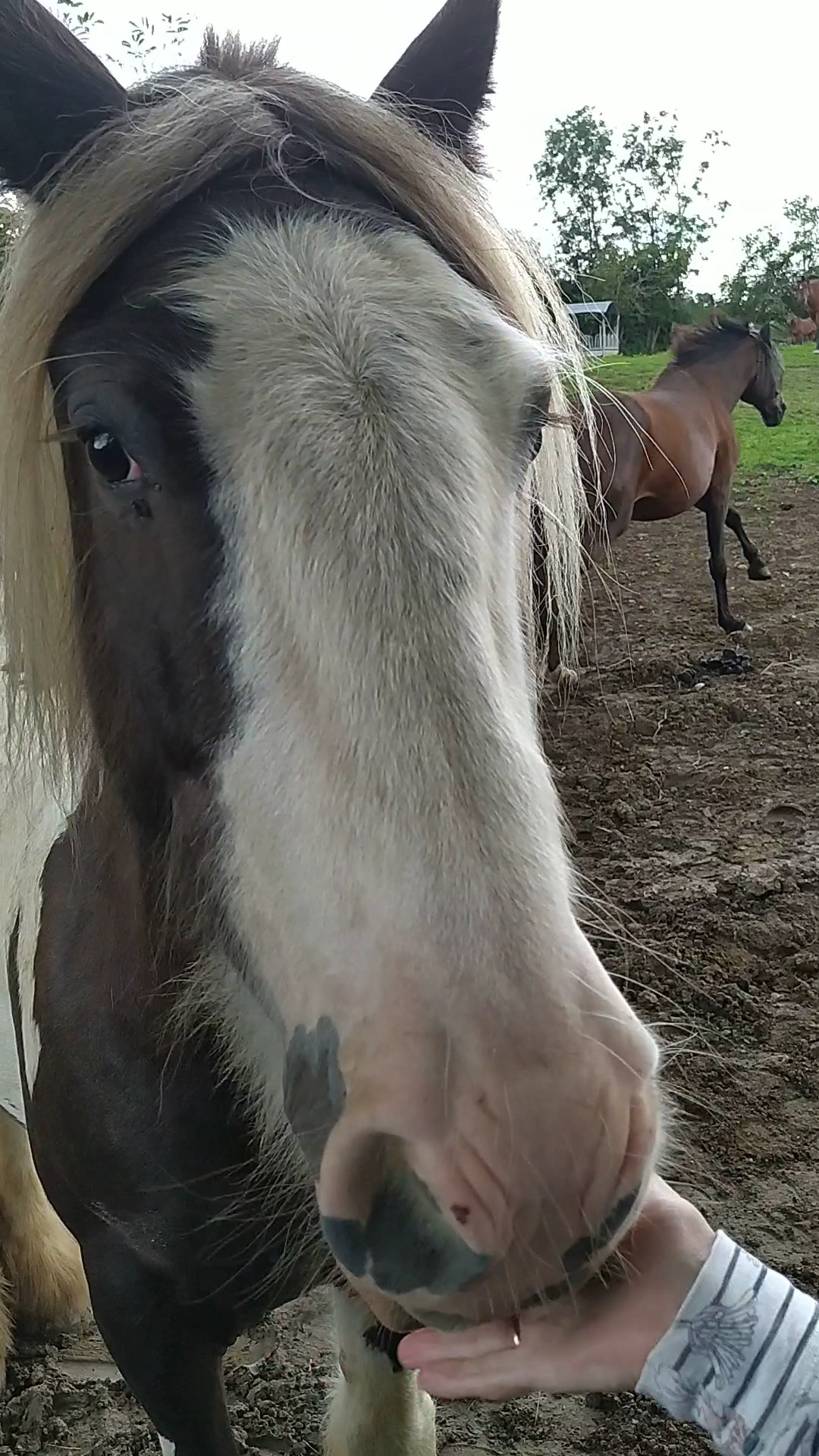 Ecurie Qui Trotte Vie — photo