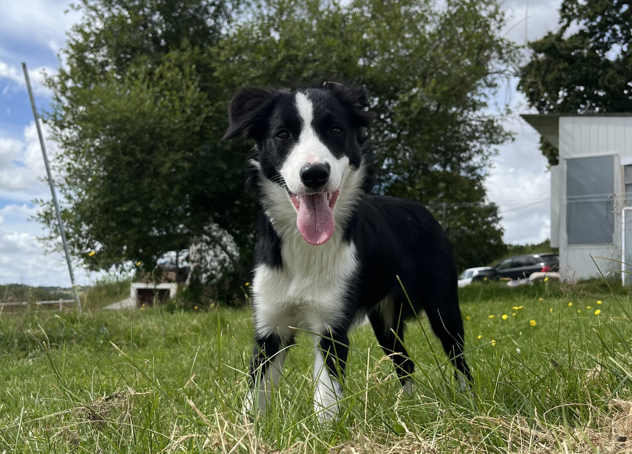 Calie et Compagnie - pension canine — photo
