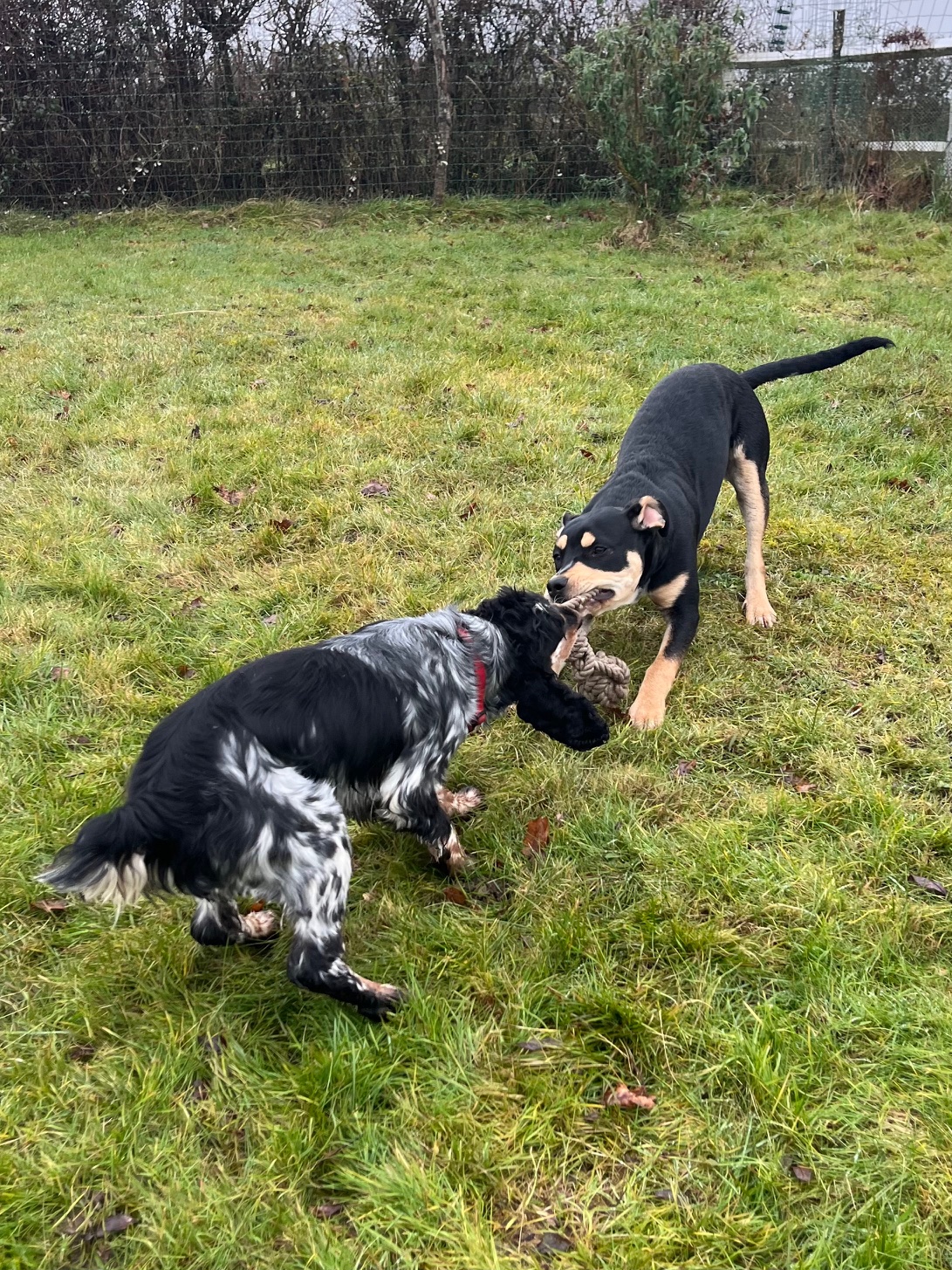 Calie et Compagnie - pension canine — photo
