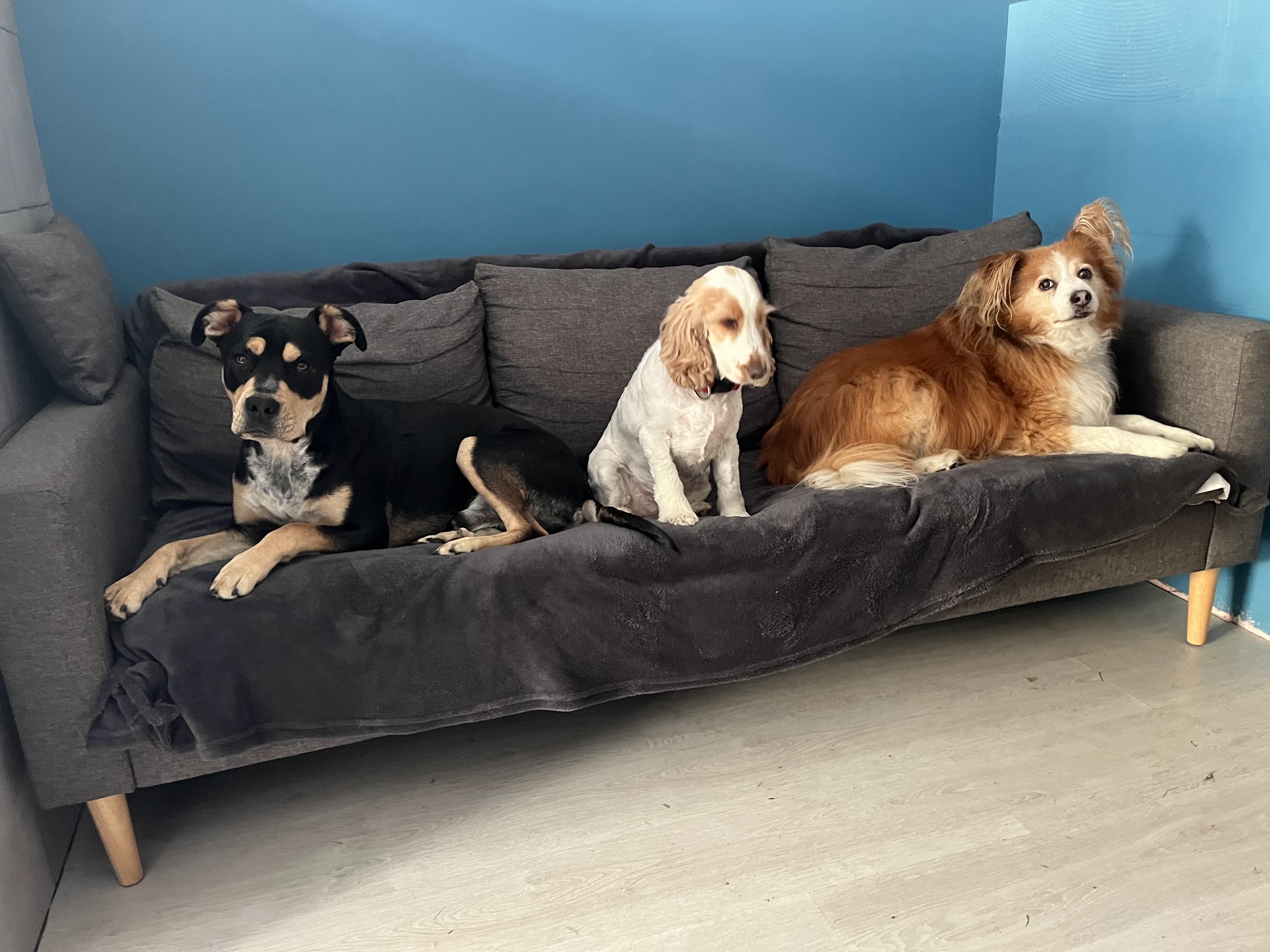Calie et Compagnie - pension canine — photo