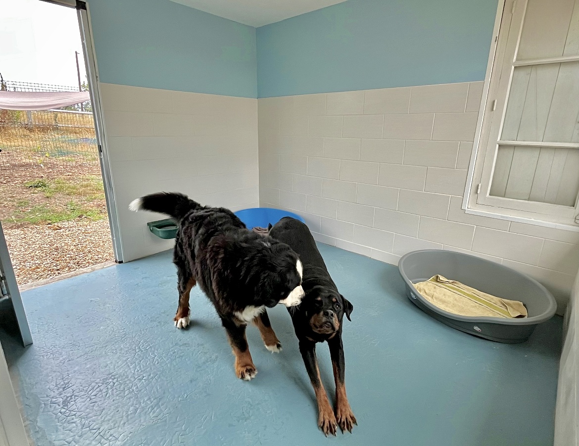 Calie et Compagnie - pension canine — photo